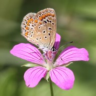 Hauhechel-Bläuling